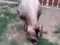 Knur, Дюрок — zdjęcie 2