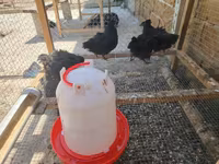 Ayam Cemani — photo 4