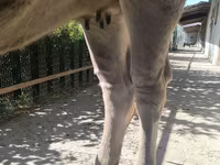 Vaca, Swiss cattle — foto 8