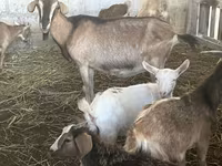 बकरियाँ (लॉट, लिंग निर्दिष्ट नहीं), Alpine goat — फ़ोटो 8