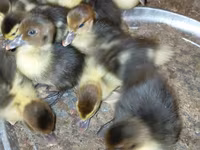 Ducks — फ़ोटो 2