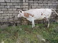 母牛, Cattle — 照片 3