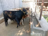 Býk, Swiss cattle — foto 6