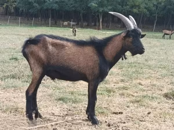 Bode, Alpine goat