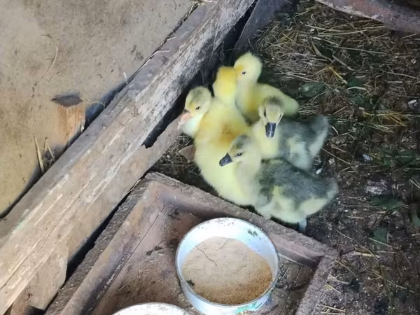 Geese — Azerbaijan