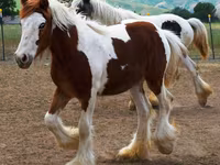 Madyan, Gypsy horse — foto 2