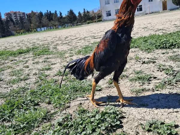 Chickens