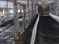 Корова, Буковинский заводской тип красно-пёстрой украинской коровы — фото 2