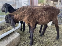 Qoç, Kazakh fat-tailed coarsewool sheep — foto 5