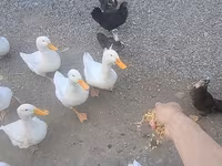 अमेरिकन पेकिन — फ़ोटो 2