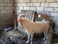 बकरा, Saanen goat — फ़ोटो 7