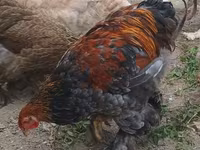 Brahma — Foto 5