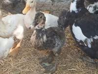 Domestic Muscovy — photo 2