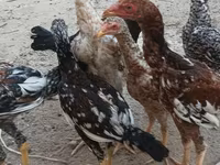 Chickens — foto 8