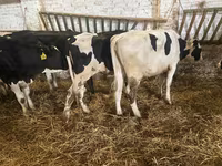 بقرة, Russian Black pied cattle — الصورة 3