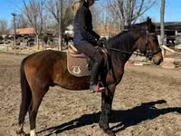 Hengst, Hungarian horse breed — Foto 2