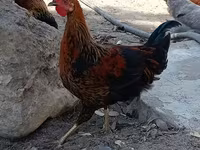Chickens — Foto 1
