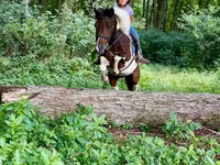 At, Pinto horses — foto 6