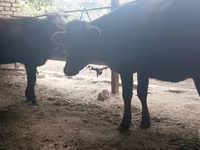 Vaca, Raça Calmuque — foto 3