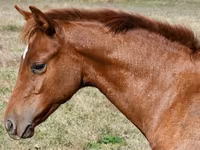 Stute, Quarter Horse — Foto 2