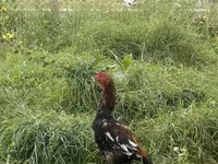 Chickens — photo 1