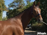 Égua, Hanoverian — foto 4
