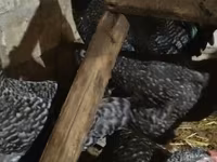 Australorp — photo 3
