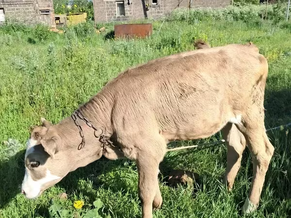 Bull, Swiss cattle