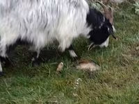 Ziegen (Partie, Geschlecht nicht angegeben), Saanen goat — Foto 5