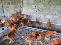 Chickens — الصورة 2