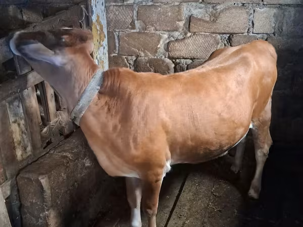 Cow, Cattle