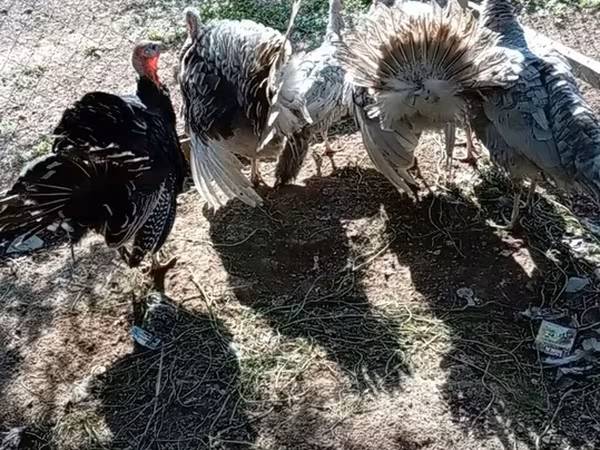 Geniş Sinəli Ağ — Azərbaycan
