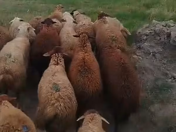 Ovejas (lote, sexo no especificado), Ovejas