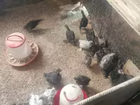 براهما — الصورة 2