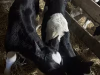Buğa, Russian Black pied cattle — foto 5