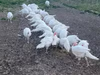 Turkeys — Foto 2