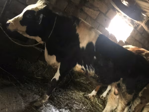 Buğa, Russian Black pied cattle — Azərbaycan