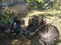 Turkeys — الصورة 2