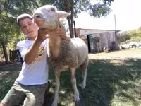 Ovelha, Lacaune sheep — foto 3