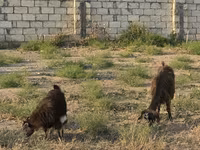 Goat, Goats — photo 2