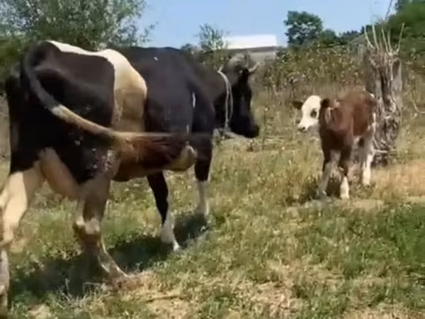 İnək, Russian Black pied cattle