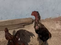 Chickens — foto 5