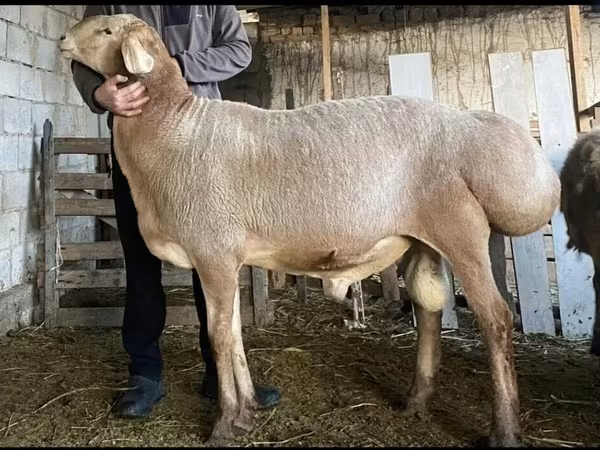 Ram, Hissar sheep