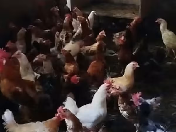 Czech Gold Brindled Hen