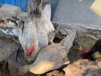 Ducks — photo 3