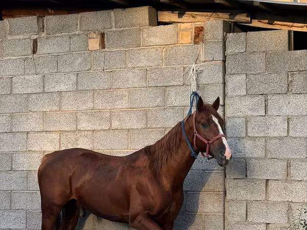حصان, Friesian sport horse