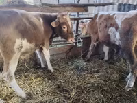 Kuh, Simmental cattle — Foto 2