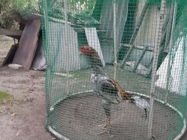 Chickens — Azərbaycan