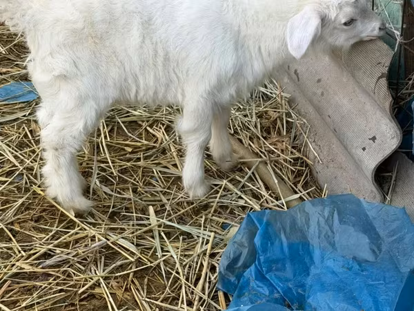 Keçi, Saanen goat