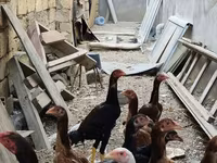 Chickens — photo 2
